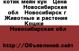 котик мейн кун › Цена ­ 5 000 - Новосибирская обл., Новосибирск г. Животные и растения » Кошки   . Новосибирская обл.